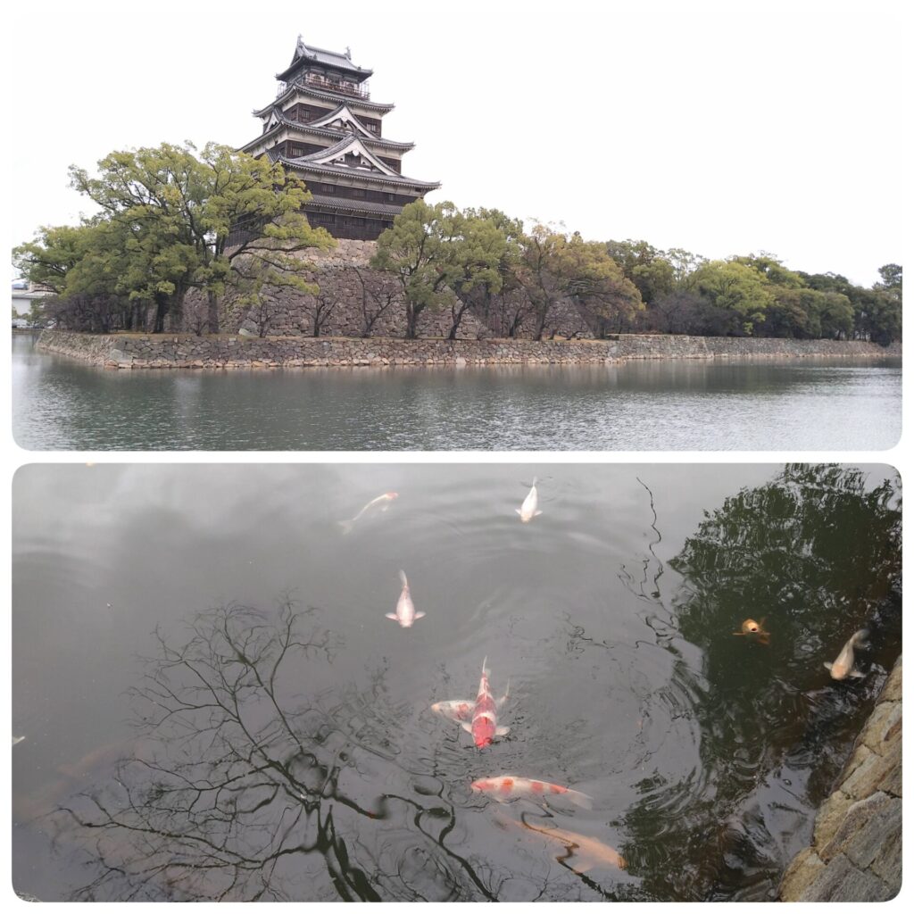 広島城と鯉