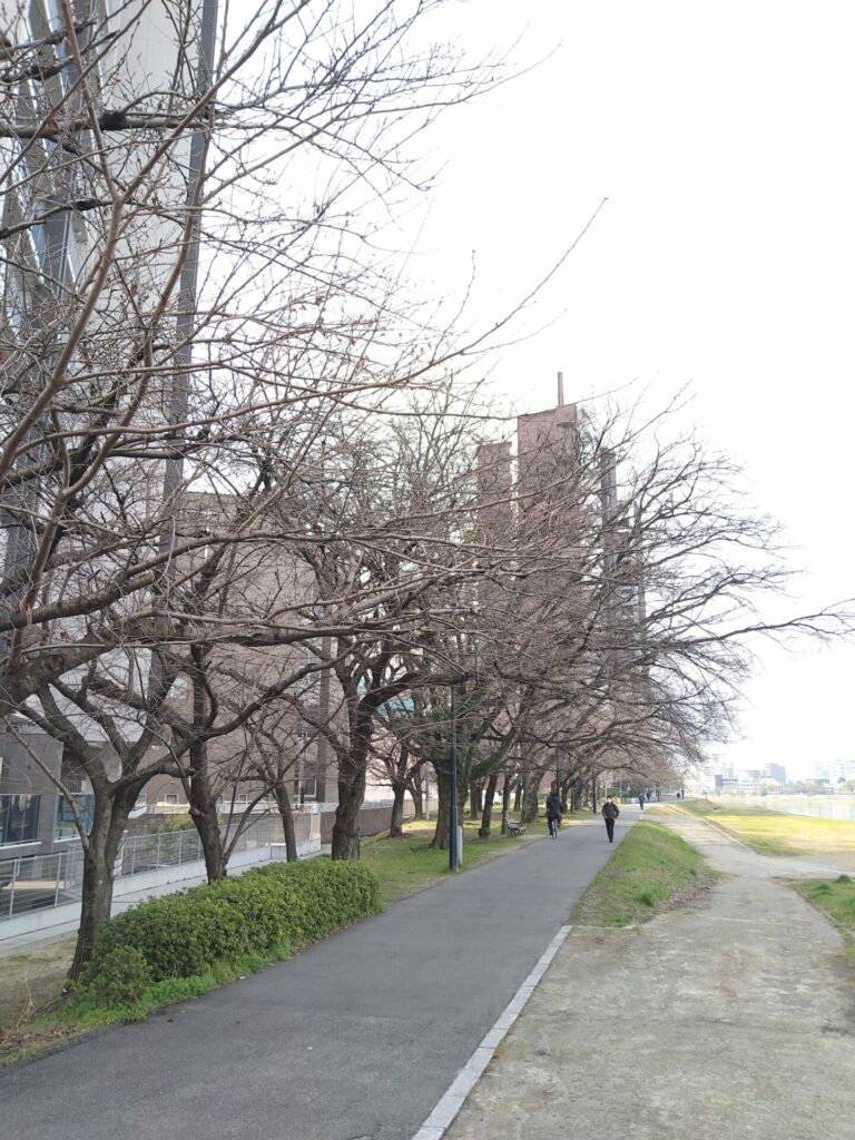 本川左岸の桜並木